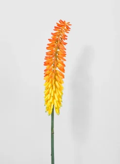 34in Long Cape Aloe Flower, Orange, Case of 12