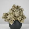 5.5in Long Champagne Glitter Pine Cone Pick, Set of 12