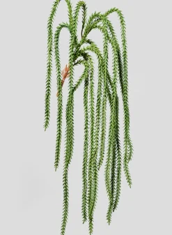 36in Long Crassula Succulent Vine, Case of 12