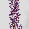 41in Long Deep Purple Dendrobium Orchid, Case of 12