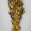 20in Long Dried Holly Branch Bundle