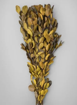 20in Long Dried Holly Branch Bundle