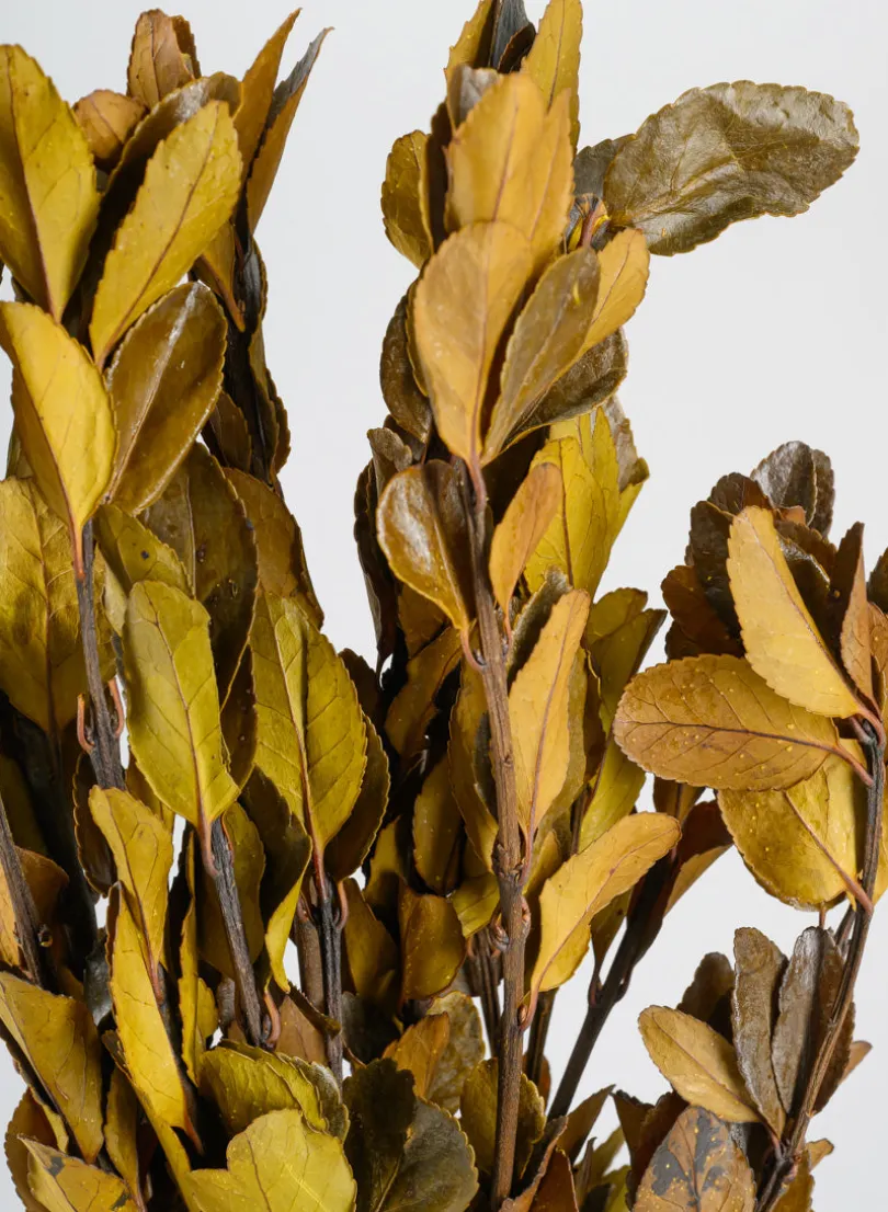 20in Long Dried Holly Branch Bundle