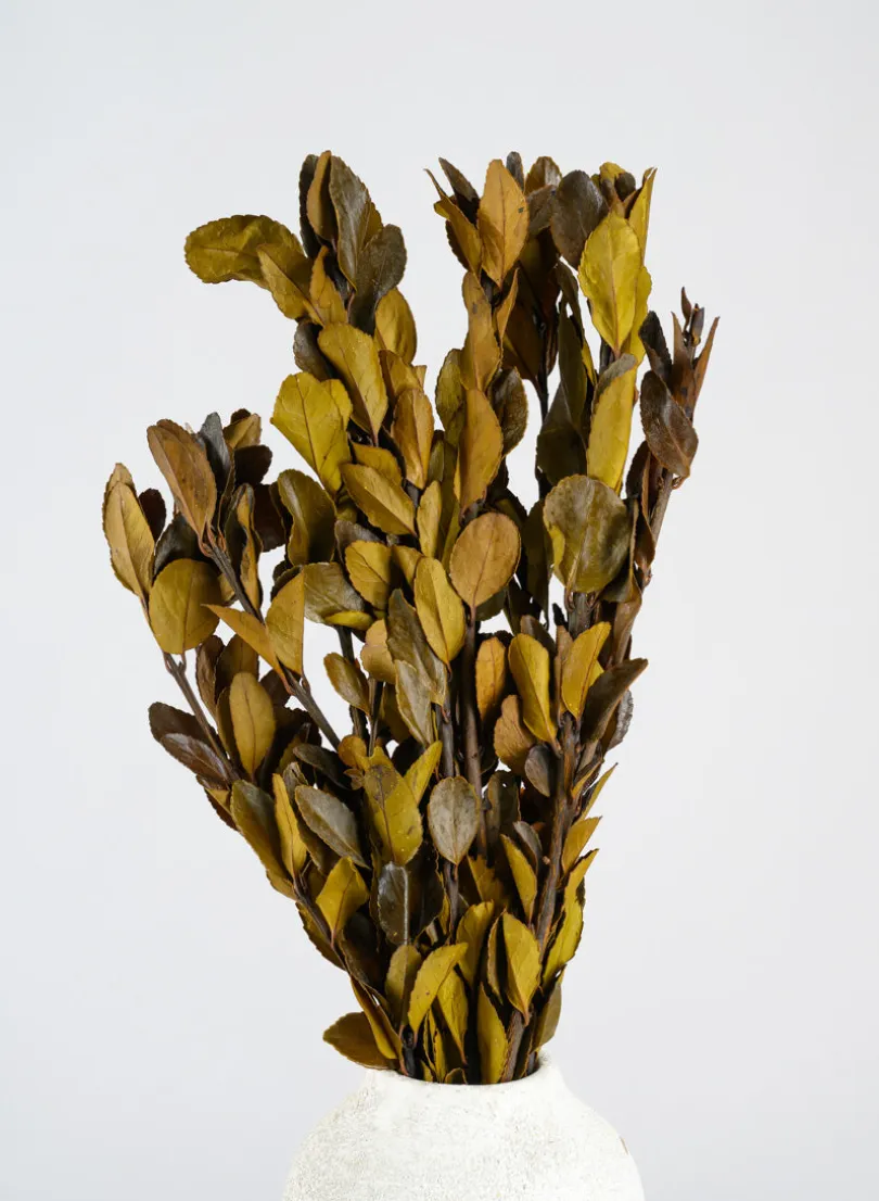 20in Long Dried Holly Branch Bundle