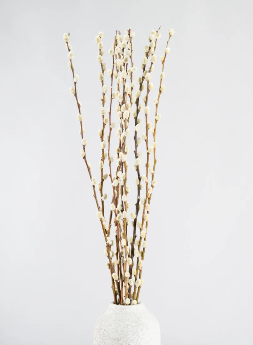 30in Long Dried Pussy Willow Bunch