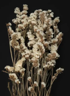 24in Long Dried Statice Flower Bunch