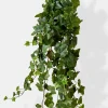 51in Long English Ivy Hanger, Case of 4