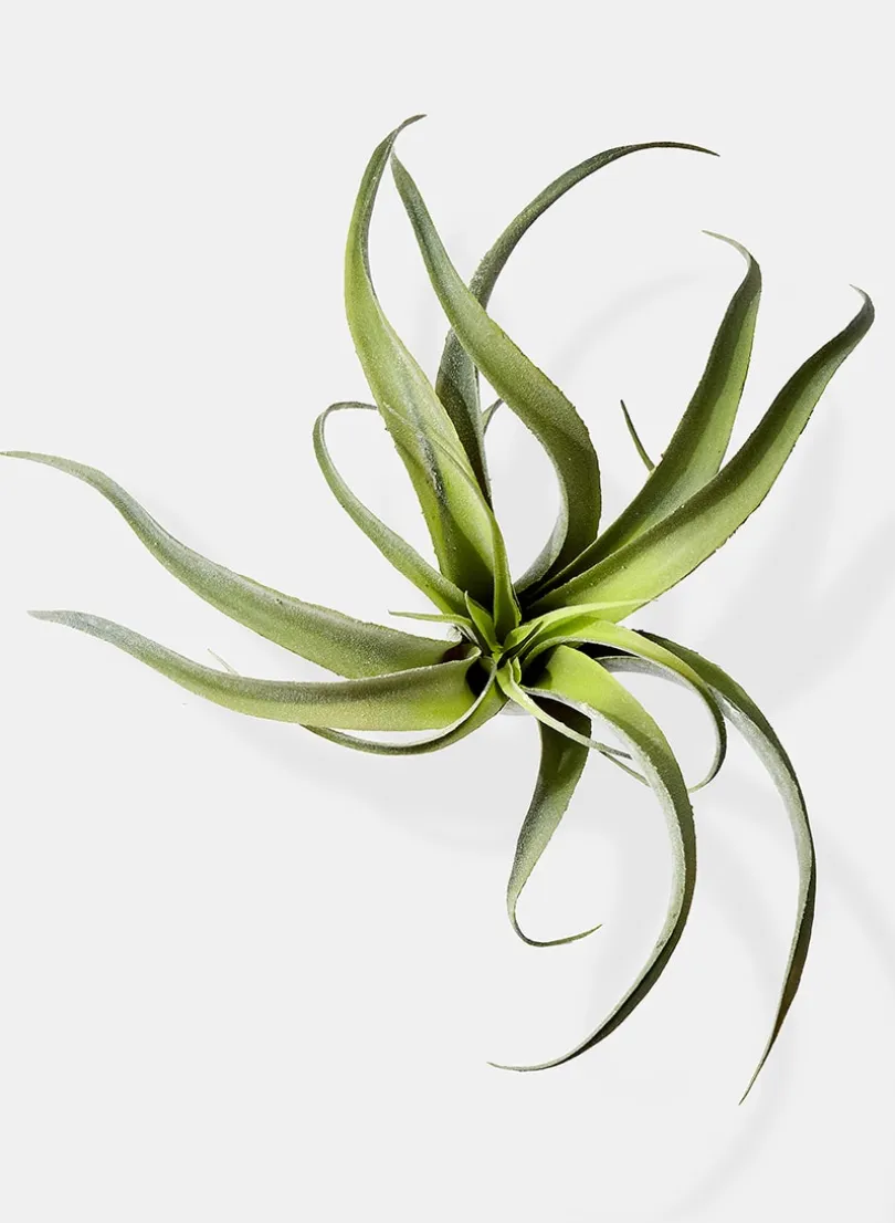 12in Long Frosted Tillandsia