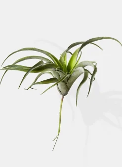 12in Long Frosted Tillandsia