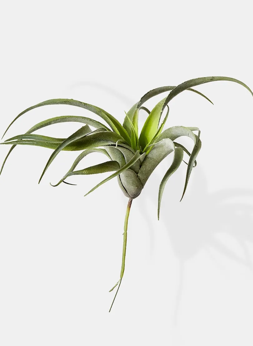 12in Long Frosted Tillandsia