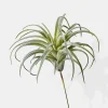 7in Long Frosted Tillandsia, Case of 12