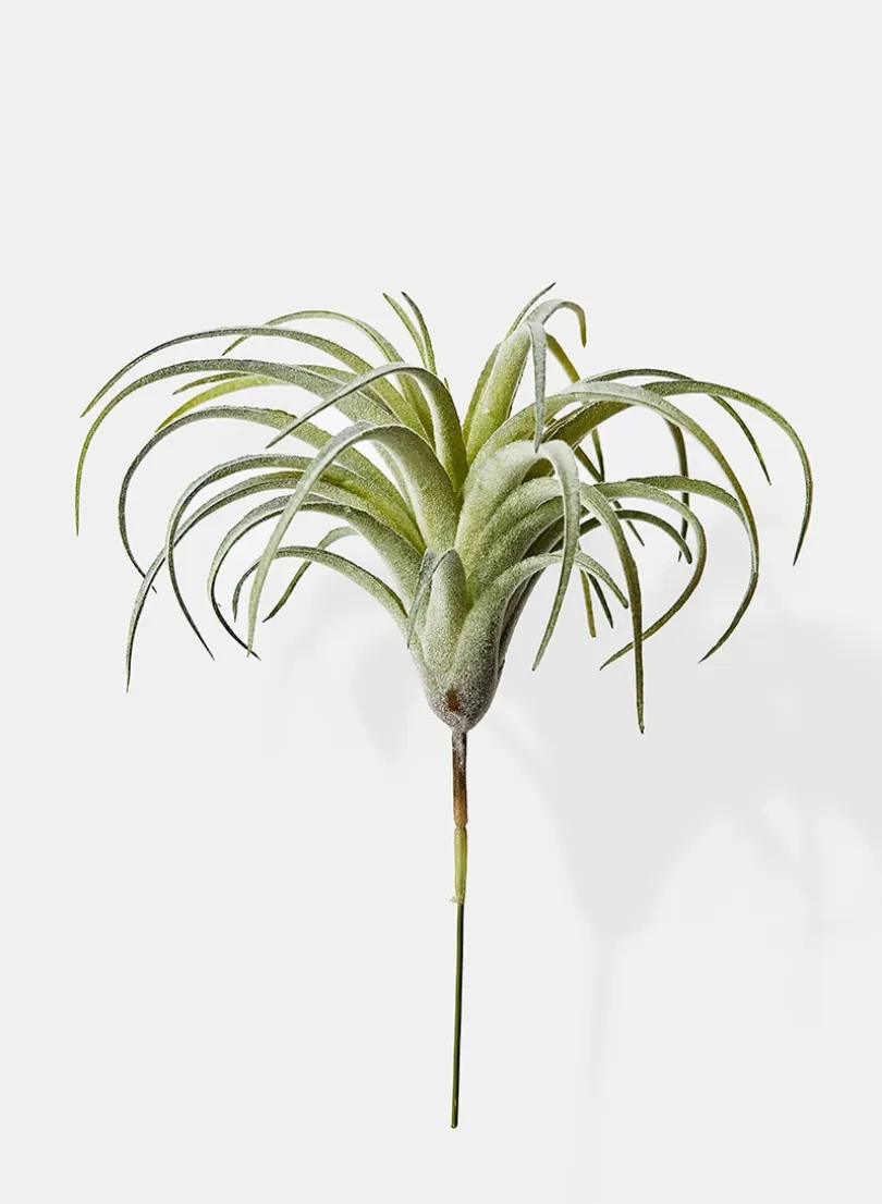 7in Long Frosted Tillandsia, Case of 12