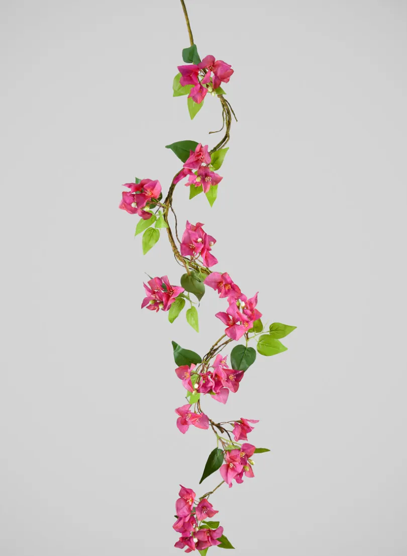 50in Long Fuchsia Bougainvillea Vine, Case of 6