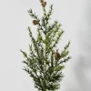 38in Long Green Cypress Spray with Pine Cones