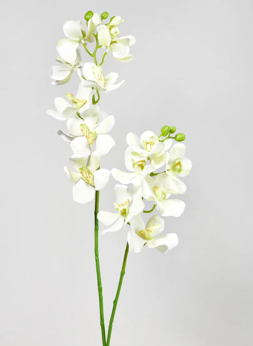 33in Long Green Double Orchid Stem, Case of 12