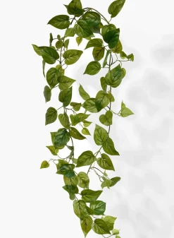 78in Long Green Potos Vine, Case of 6