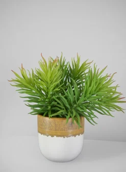 7in Long Happy Bean Succulent Pick, Case of 12