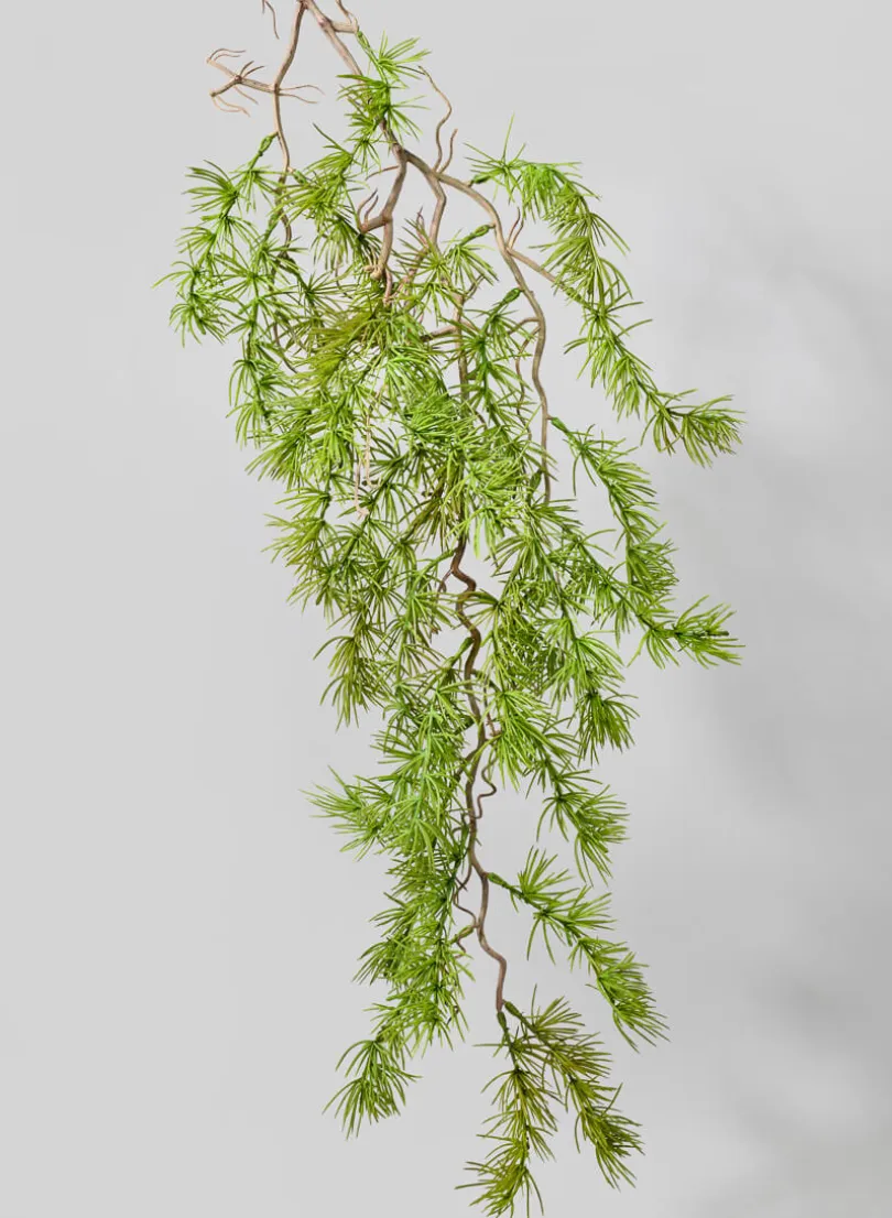 39in Long Larch Branch, Case of 12