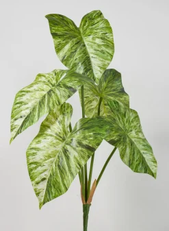 24in Long 5 Leaf Variegated Caladium Stem, Case of 12