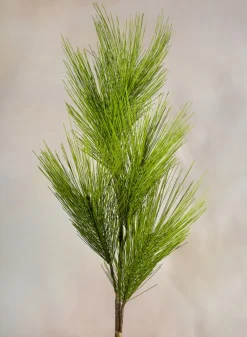 37in Long Light Green Eastern White Pine Pick, Case of 12