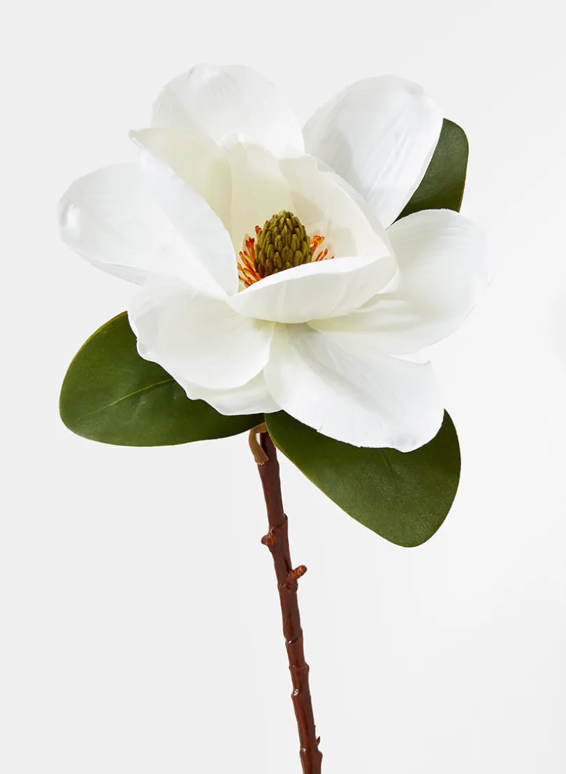 20in Long Magnolia, Case of 12