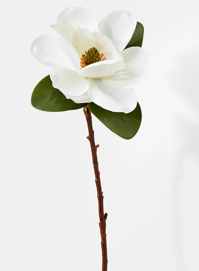 20in Long Magnolia, Case of 12