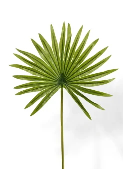 19in Long Mini Fan Palm Leaf, Case of 12