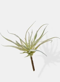 10in Long Mini Tillandsia, Case of 12