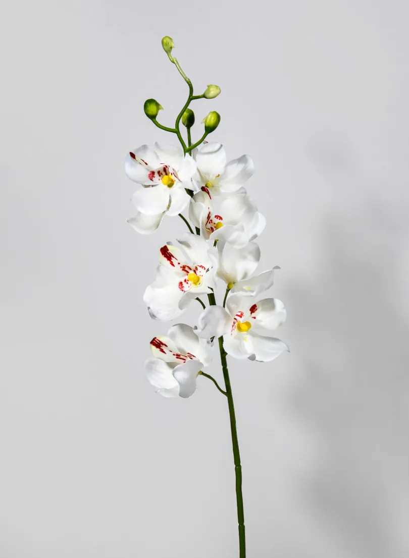 21in Long Mokara Orchid Spray, Case of 12