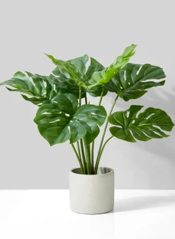 21in Long Monstera Plant In Cement Pot
