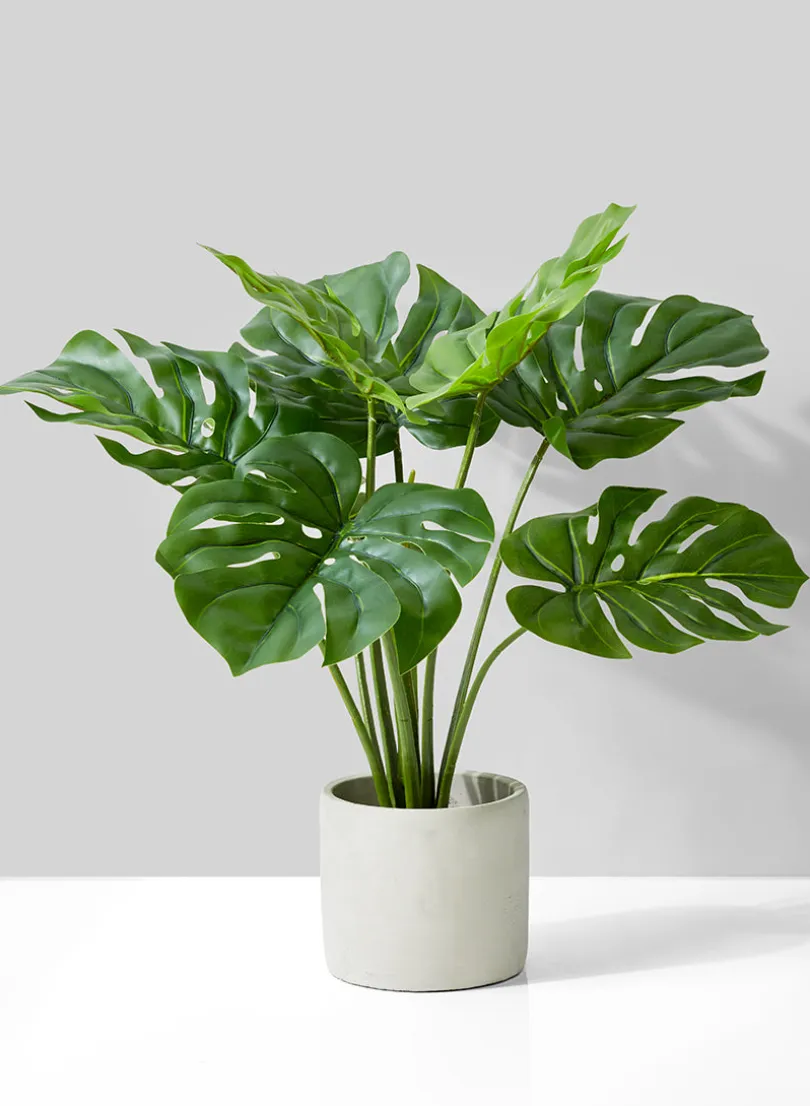 21in Long Monstera Plant In Cement Pot