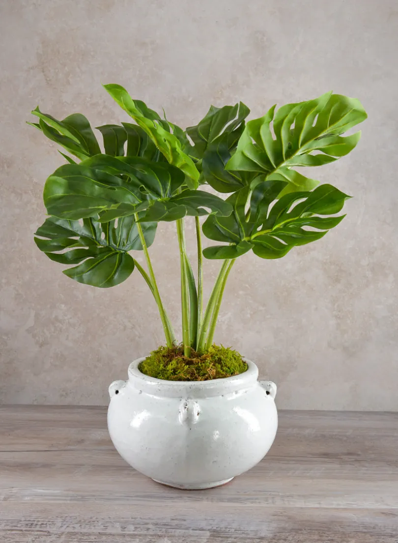 21in Long Monstera Plant In Cement Pot