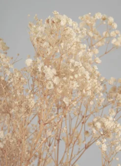 28in Long Natural Dried Baby's Breath Bundle