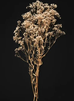 28in Long Natural Dried Baby's Breath Bundle