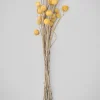 20in Long Natural Dried Craspedia Bunch