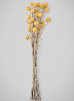 20in Long Natural Dried Craspedia Bunch