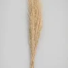 26in Long Natural Dried Linum Grass Bunch