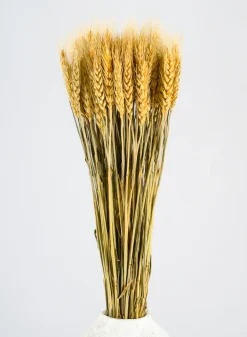 24in Long Natural Dried Wheat Bunch