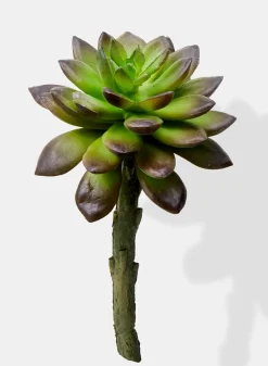 5in Long Ombre Green Pachyphytum Succulent Pick, Case of 12