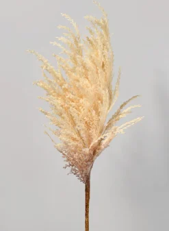 32in Long Pampas Grass, Case of 12