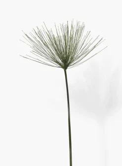 30in Long Papyrus