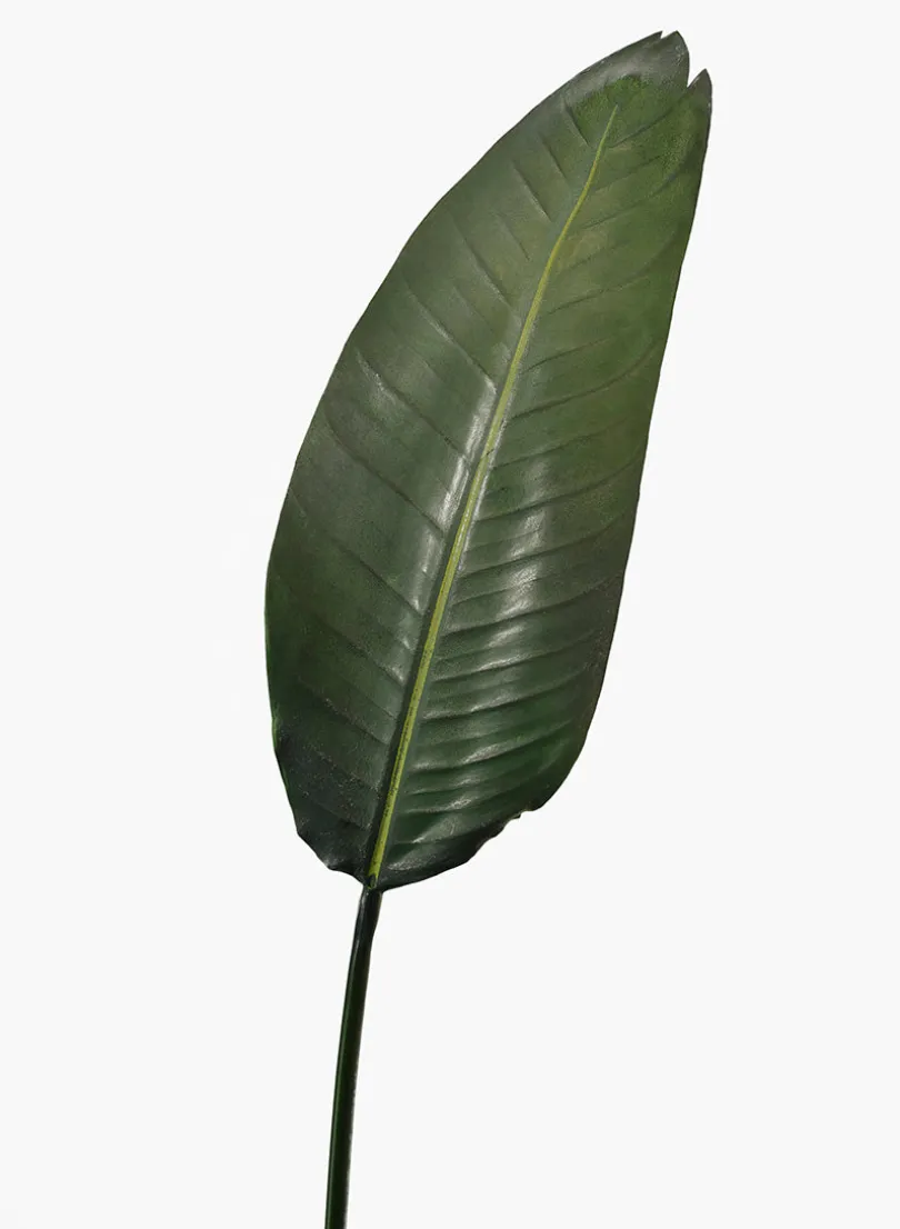 45in Long Paradise Leaf, Case of 12