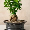 10in Long Penjing Oval Bonsai Ceramic Pot with Saucer, Chocolate Brown