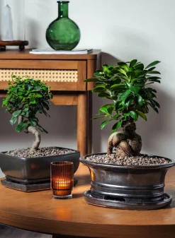 10in Long Penjing Oval Bonsai Ceramic Pot with Saucer, Chocolate Brown