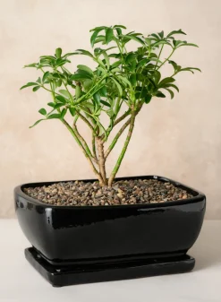 11in Long Penjing Rectangle Bonsai Ceramic Pot with Saucer, Gloss Black