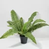 22in Long Potted Leather Fern Plant