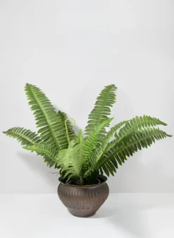 22in Long Potted Leather Fern Plant