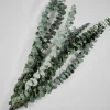28in Long Preserved Baby Blue Eucalyptus Bunch