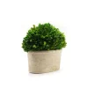 14in Long Preserved Boxwood Oval In Pot
