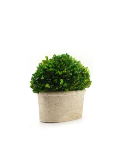 14in Long Preserved Boxwood Oval In Pot